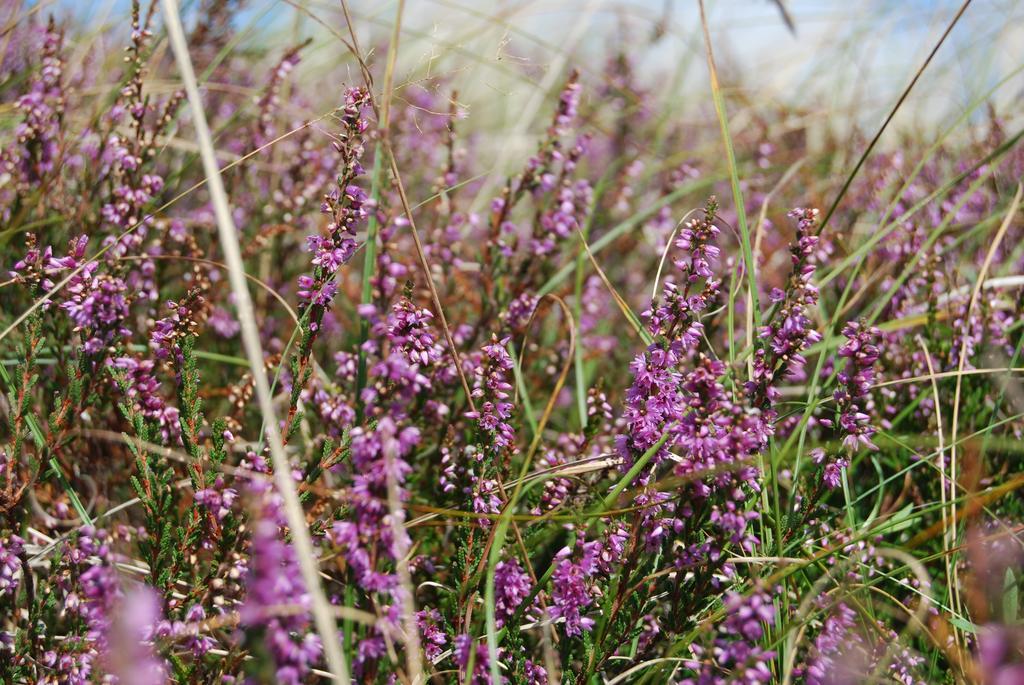Doppelhaushaelfte In Auf Hiddensee Vitte